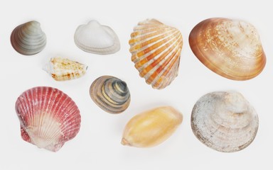 Realistic 3D Render of Seashells