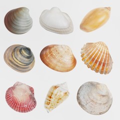 Realistic 3D Render of Seashells