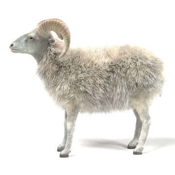 รูปภาพArgali เลือกดูภาพถ่ายสต็อก เวกเตอร์ และวิดีโอ899 Adobe Stock