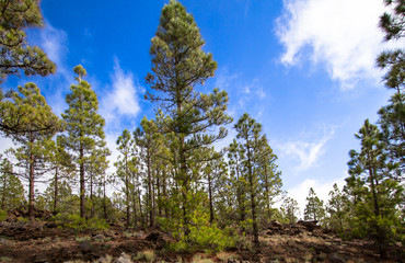 Canarian pines