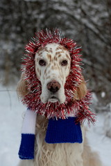 Funny dog face with christmas and new decoration on his head, spotty english setter nose close up
