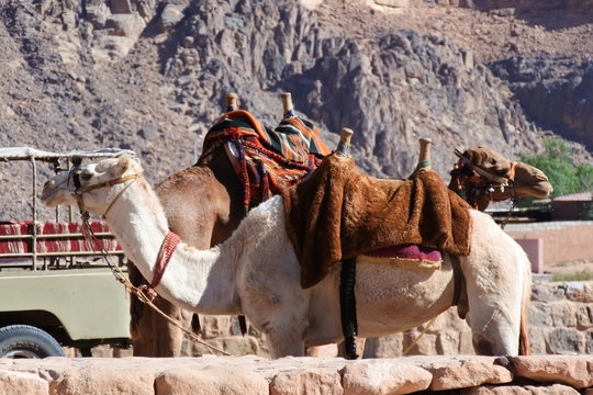 Kamele im Wadi Rum in Jordanien