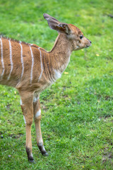 Baby Nyala in a Zoo, Berlin