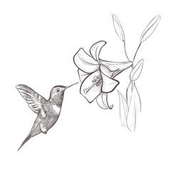 Hummingbird bird nectar flower. Hummingbird and lily