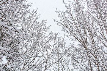 Fototapeta na wymiar Snowy Trees and Branches against a Bright White Winter Sky