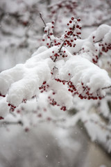 Small Red Berries on a Snowy Tree, in Shallow Depth of Field