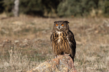 Eagle owl