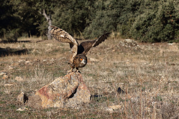 Eagle owl