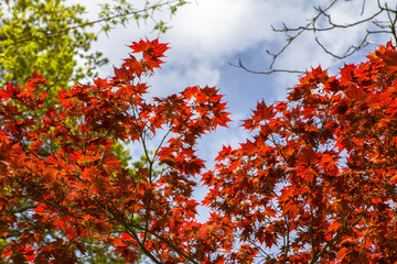 Autumn orange leaves on the trees