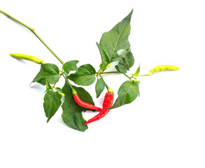 Fototapeta premium branch red chili pepper with leaf on a white background.