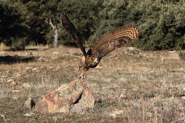 Eagle owl