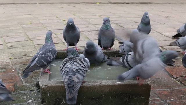 Pigeons bathe in the stone bath with water during a hot day in Pashupatinath Temple, Kathmandu. Nepal . Close up