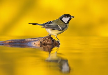 Great tit drinking water in the pond.