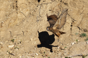 Eagle owl