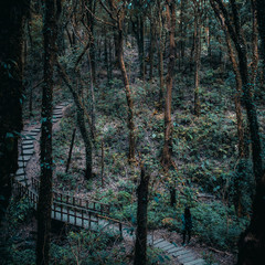 A woman tourist working and trekking along tropical forest