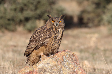Eagle owl