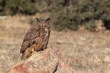 Eagle owl