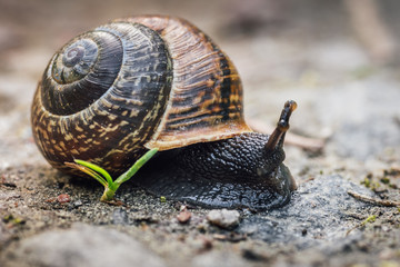 Closeup of a black snail with a brown shell