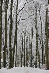 Fototapeta premium A colour image of Frith woods in the Cotswolds of England after a snow storm.