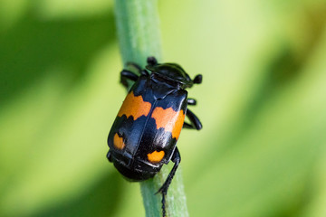 Closeup of a colorful beetle in black and orange