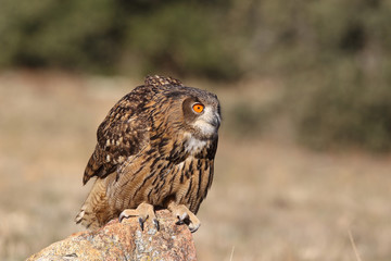Eagle owl