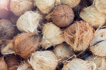 Brown dry coconut on the ground
