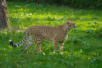 Red list animal - cheetah or cheeta, fastest land animal, large felid of the subfamily Felinae.