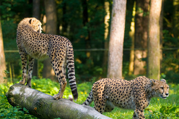 Red list animal - cheetah or cheeta, fastest land animal, large felid of the subfamily Felinae.