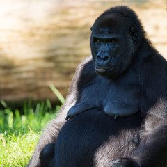 Big black adult gorilla sits on the grass copy space