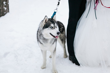 Adult Siberian Husky Dog next to the bride and groom legs.. Artwork