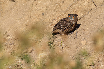 Eagle owl