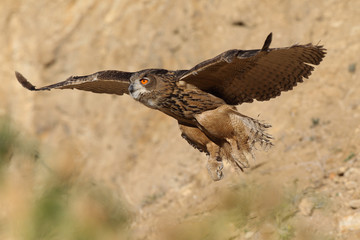 Eagle owl