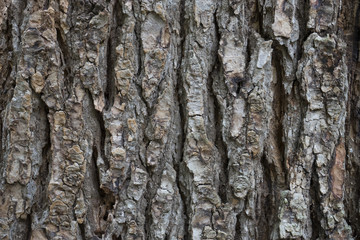 dry tree bark texture background