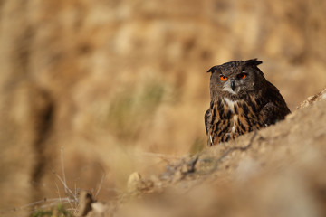 Eagle owl