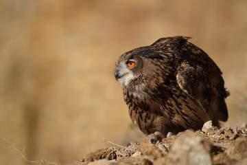 Eagle owl