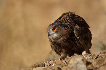 Eagle owl