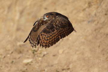 Eagle owl