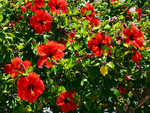 Red Hibiscus flowers (China rose, Chinese hibiscus,Hawaiian hibiscus) in tropical garden of Tenerife,Canary Islands,Spain.Floral background.Selective focus.