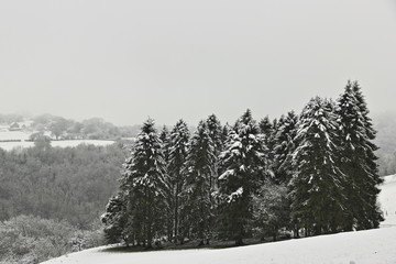 A colour image of a group of evergreens in a field after a snow storm covered the Cotswold Valley in snow.