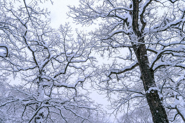 Fototapeta na wymiar Tree coveredby snow in winter.