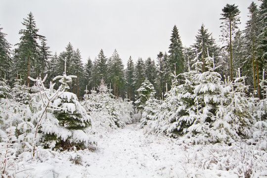 Fototapeta Path through forest with young pine trees, covered with snow, in the background old pine trees