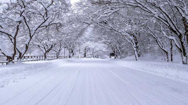Road and tree covered by snow in winter.
