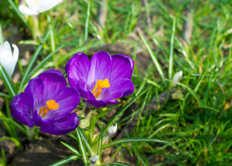 Group of first spring flowers - purple crocuses blossom outside close-up