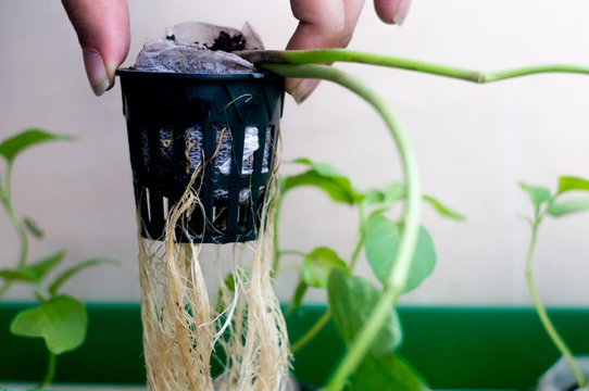 Hand holding up a net pot with coco coir medium with the roots and the stem of hte plant hanging down. Hydroponics is the new science innovation of growing plants to maximize their yeild and taste
