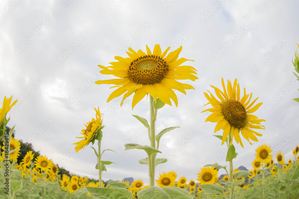 Sticker sunflower field