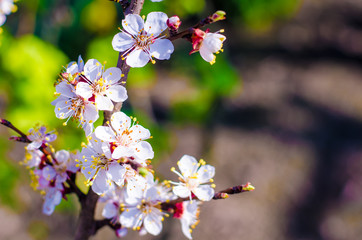 kidney trees, flowers