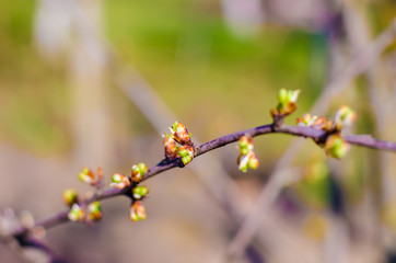 kidney trees, flowers