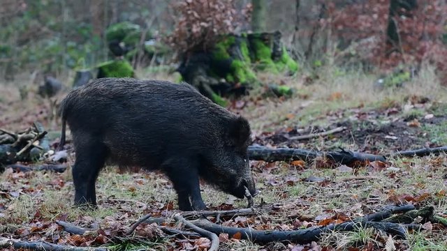 Wildschwein beim fressen im Wald, Schwarzwild, Dezember, (Sus scrofa)

