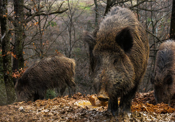 branco dii Cinghiali nel bosco,primo piano,Sus scrofa