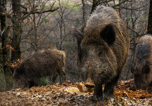 branco dii Cinghiali nel bosco,primo piano,Sus scrofa